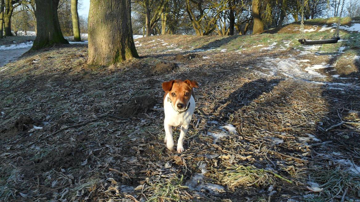 Dansk svensk gaardhund Vaks - En tur i skoven. billede 3