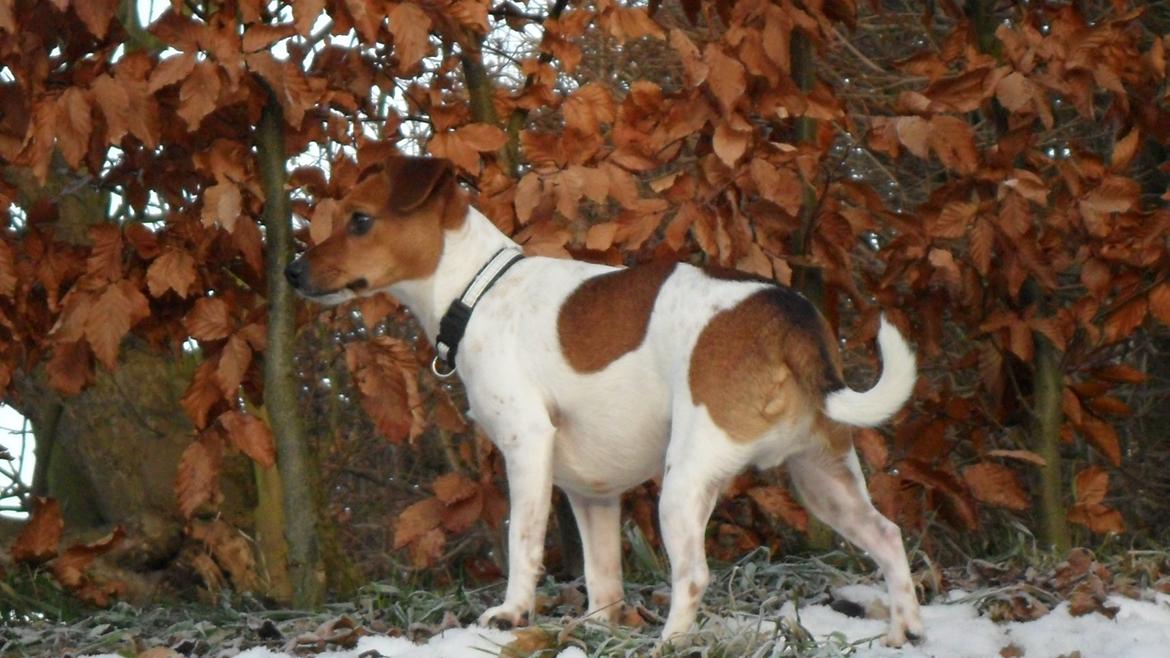 Dansk svensk gaardhund Vaks - Her var der noget der puslede. billede 4