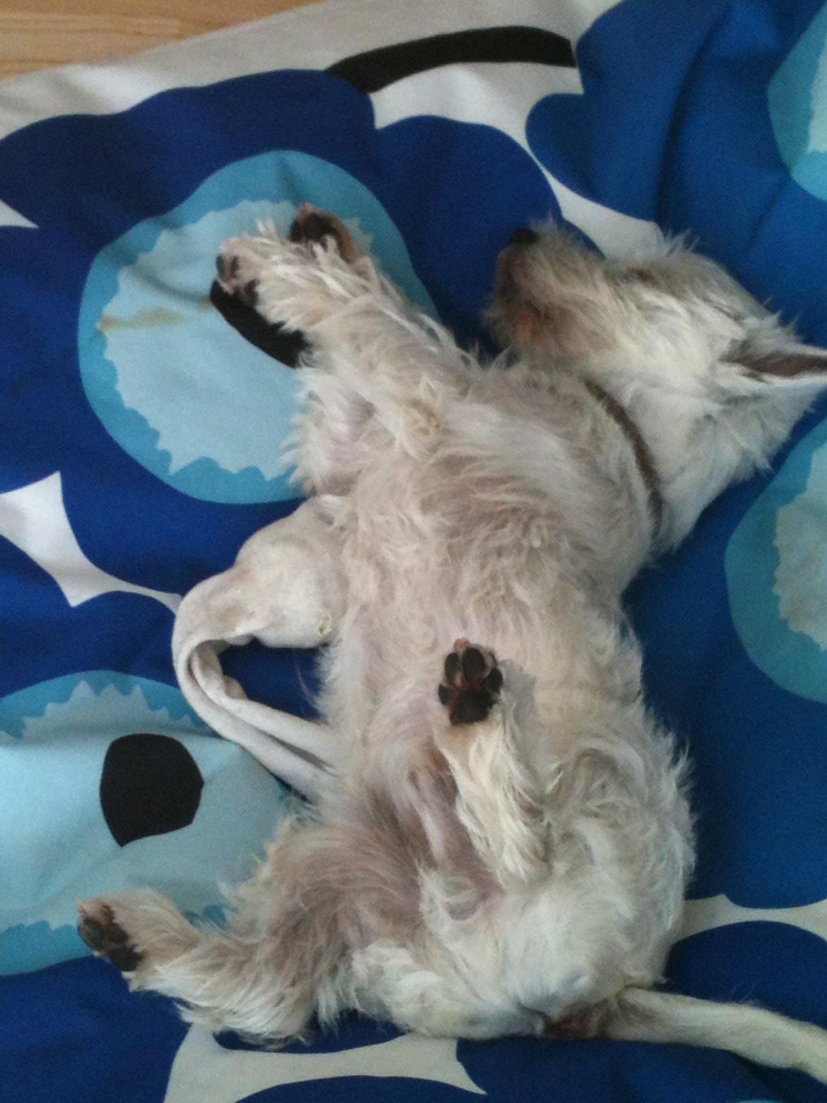 West highland white terrier Sodemarken's Lucky Luke billede 10