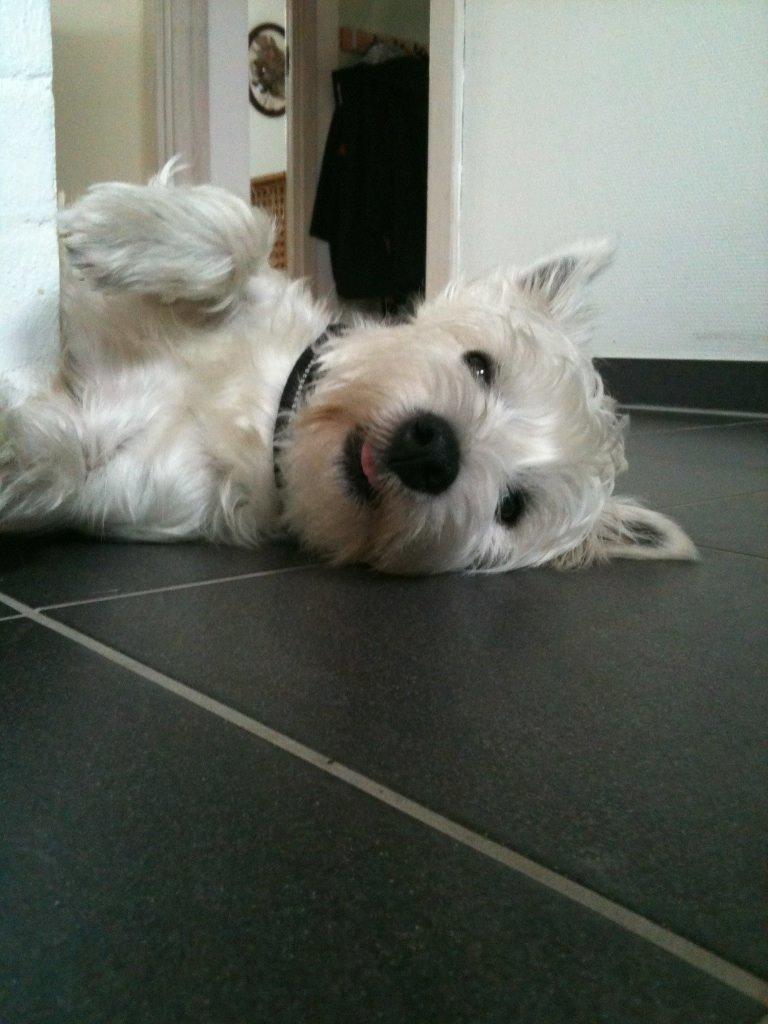 West highland white terrier Sodemarken's Lucky Luke billede 11