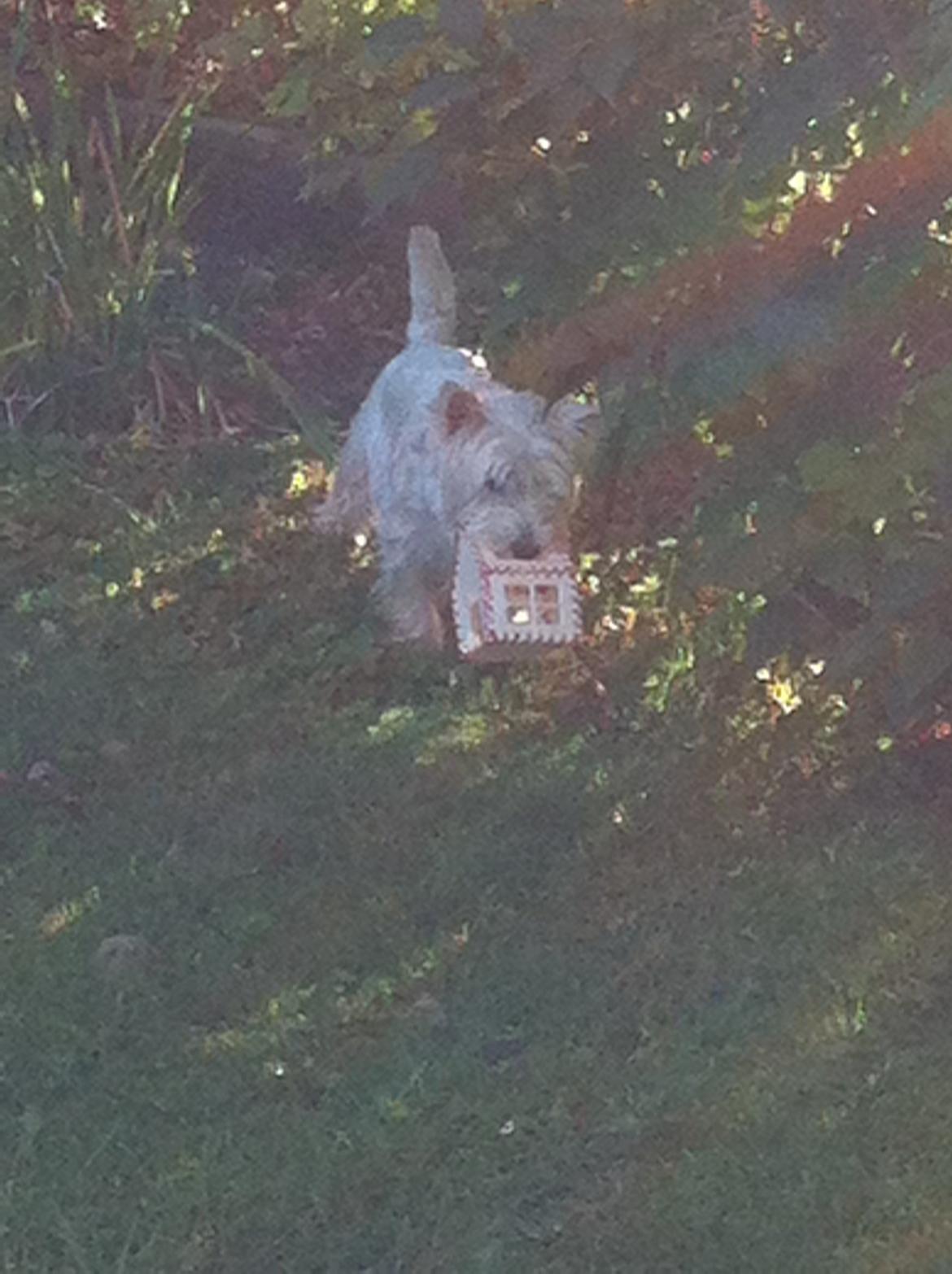 West highland white terrier Sodemarken's Lucky Luke billede 12