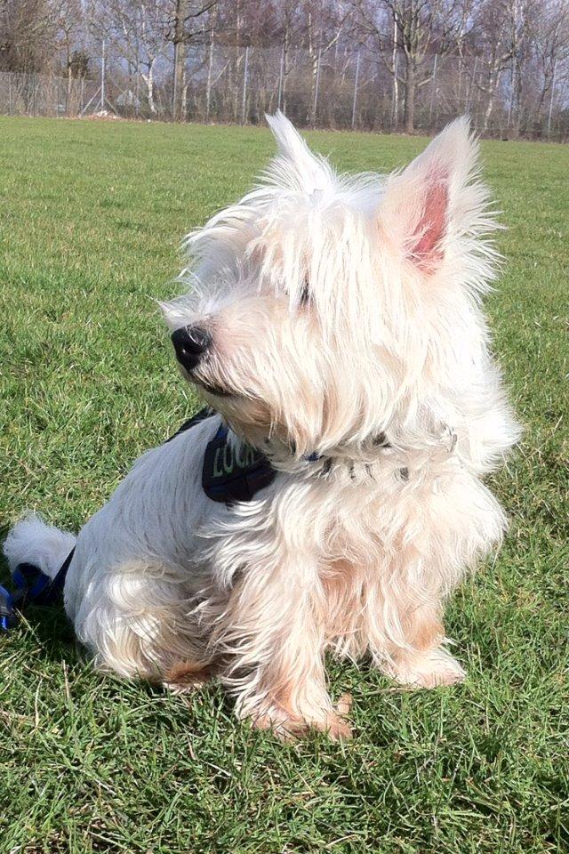 West highland white terrier Sodemarken's Lucky Luke billede 14