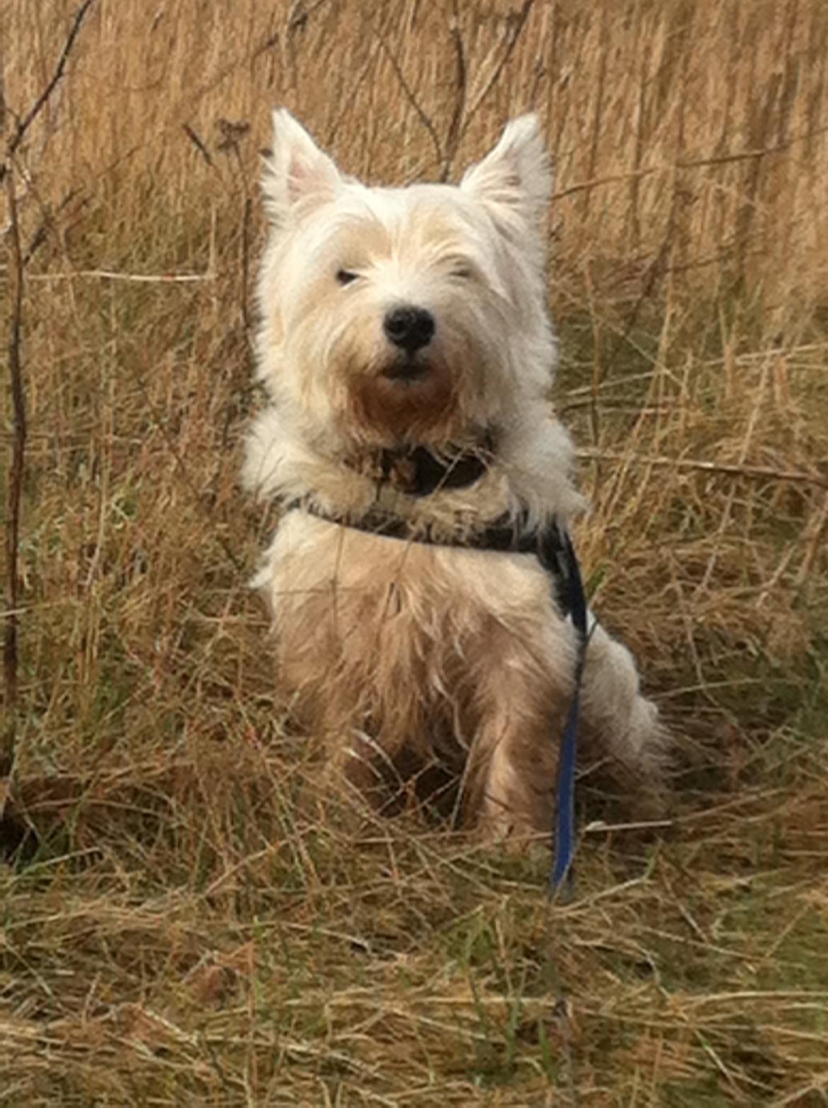 West highland white terrier Sodemarken's Lucky Luke billede 16