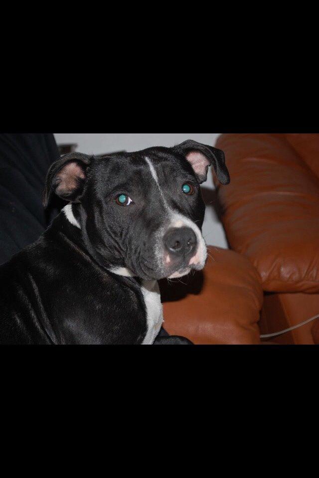 Staffordshire bull terrier Amazing Shark (Berta) billede 14