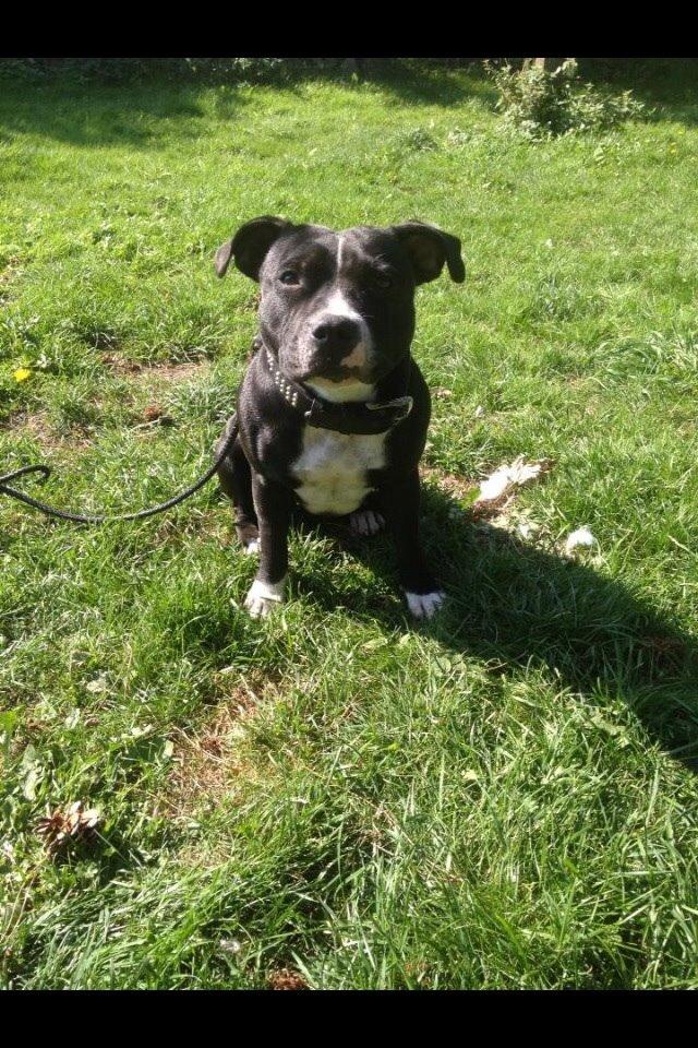 Staffordshire bull terrier Amazing Shark (Berta) billede 15