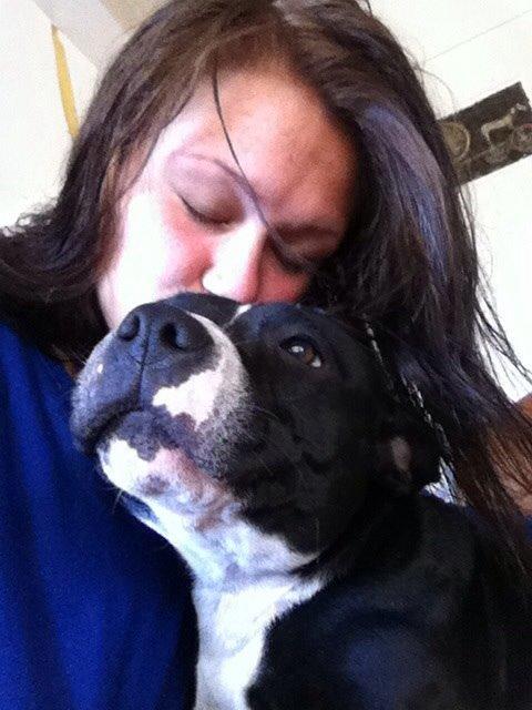 Staffordshire bull terrier Amazing Shark (Berta) billede 16