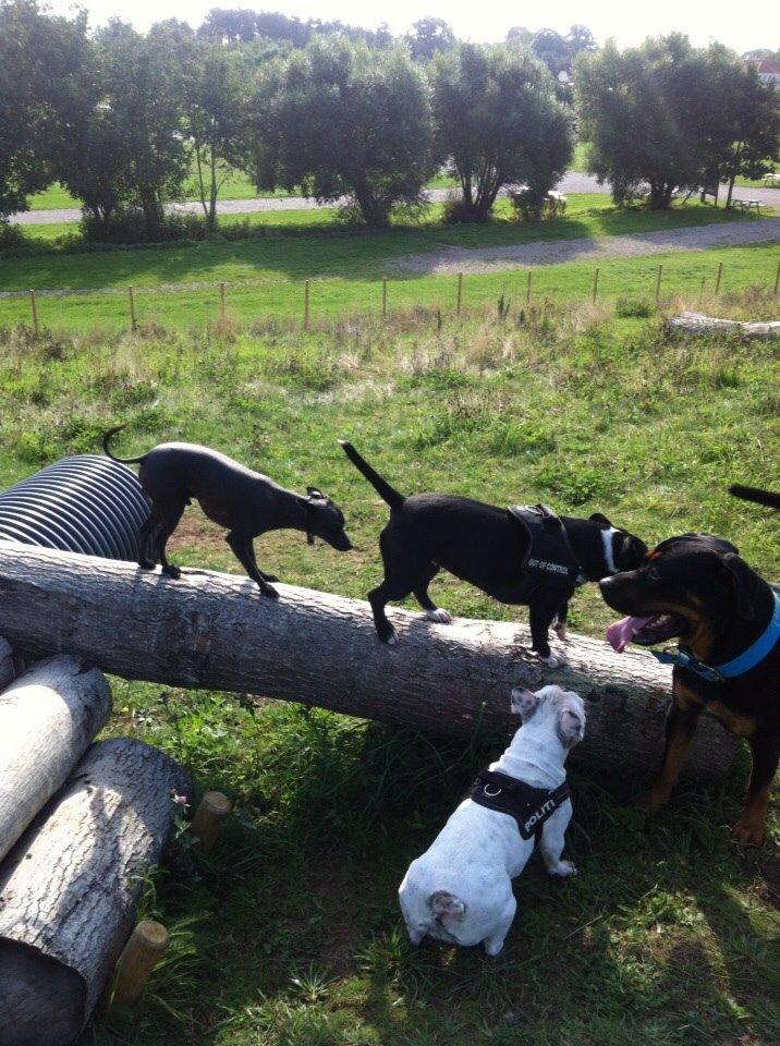 Staffordshire bull terrier Amazing Shark (Berta) billede 18