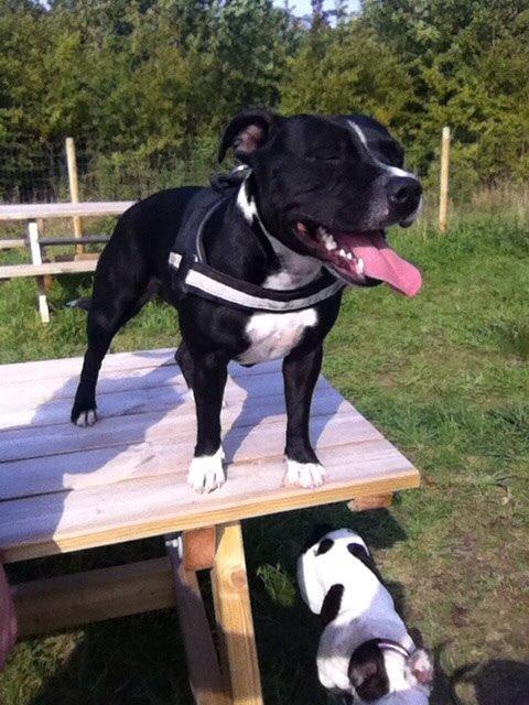 Staffordshire bull terrier Amazing Shark (Berta) billede 19
