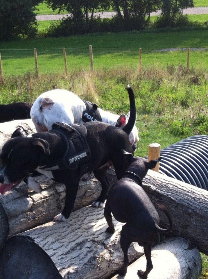 Staffordshire bull terrier Amazing Shark (Berta) billede 17