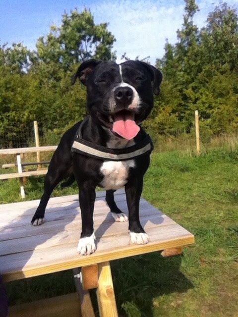 Staffordshire bull terrier Amazing Shark (Berta) billede 20