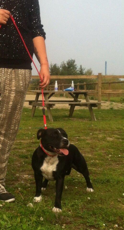 Staffordshire bull terrier Amazing Shark (Berta) billede 21