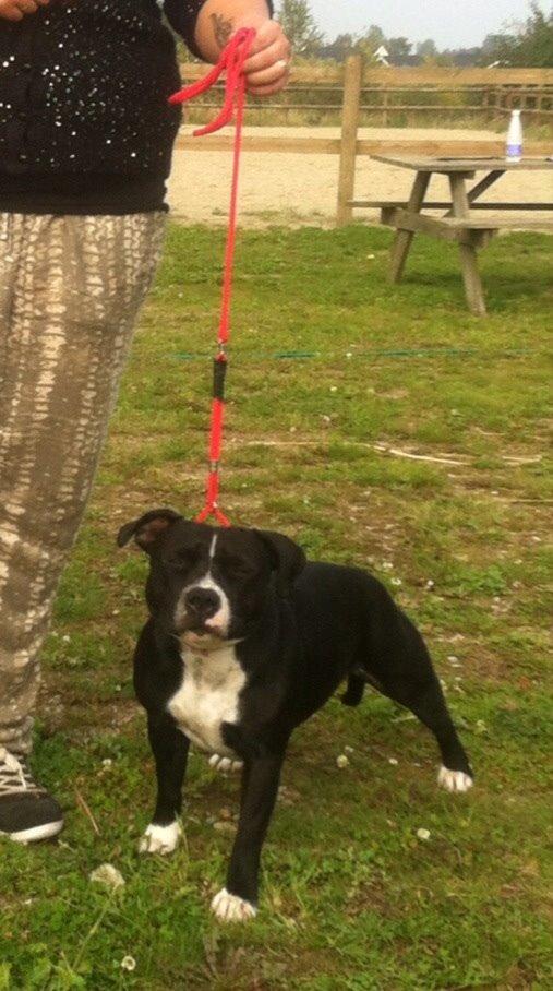 Staffordshire bull terrier Amazing Shark (Berta) billede 22