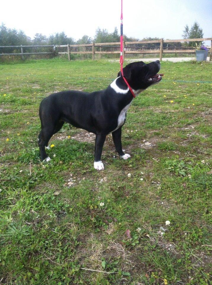 Staffordshire bull terrier Amazing Shark (Berta) billede 23