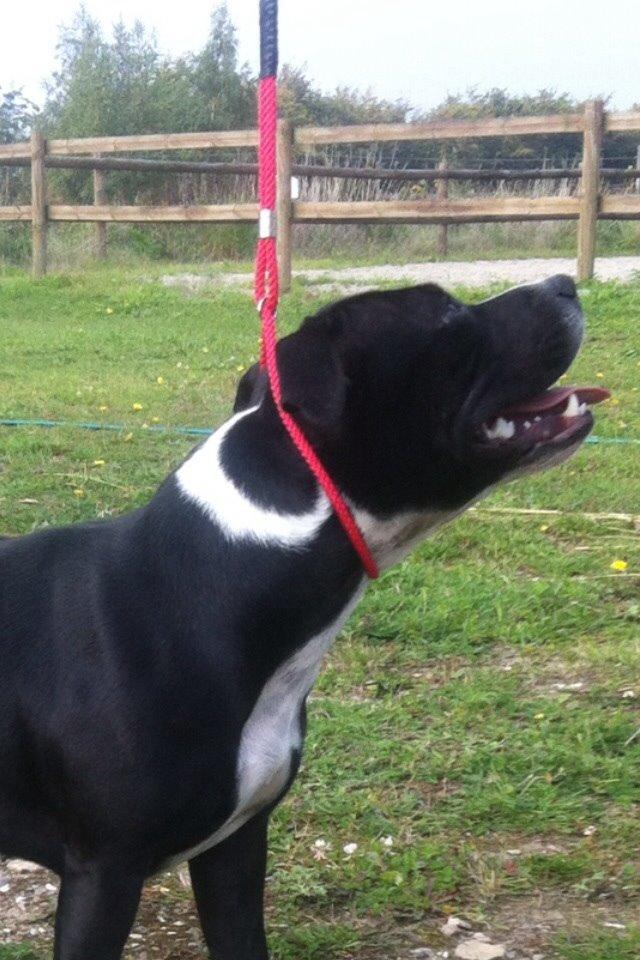 Staffordshire bull terrier Amazing Shark (Berta) billede 24