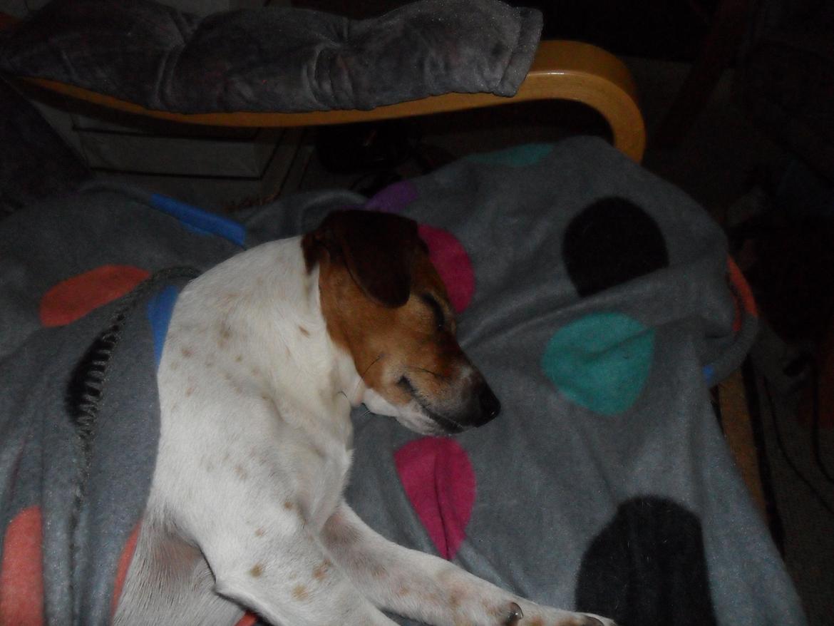 Dansk svensk gaardhund Vaks - Her hygger man :-) billede 5