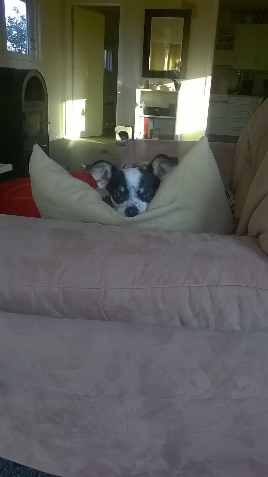 Chihuahua Sputnik billede 20