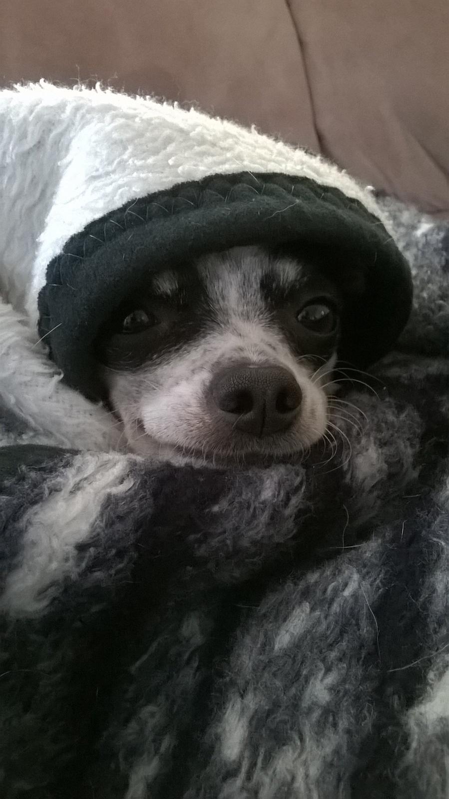 Chihuahua Sputnik billede 21