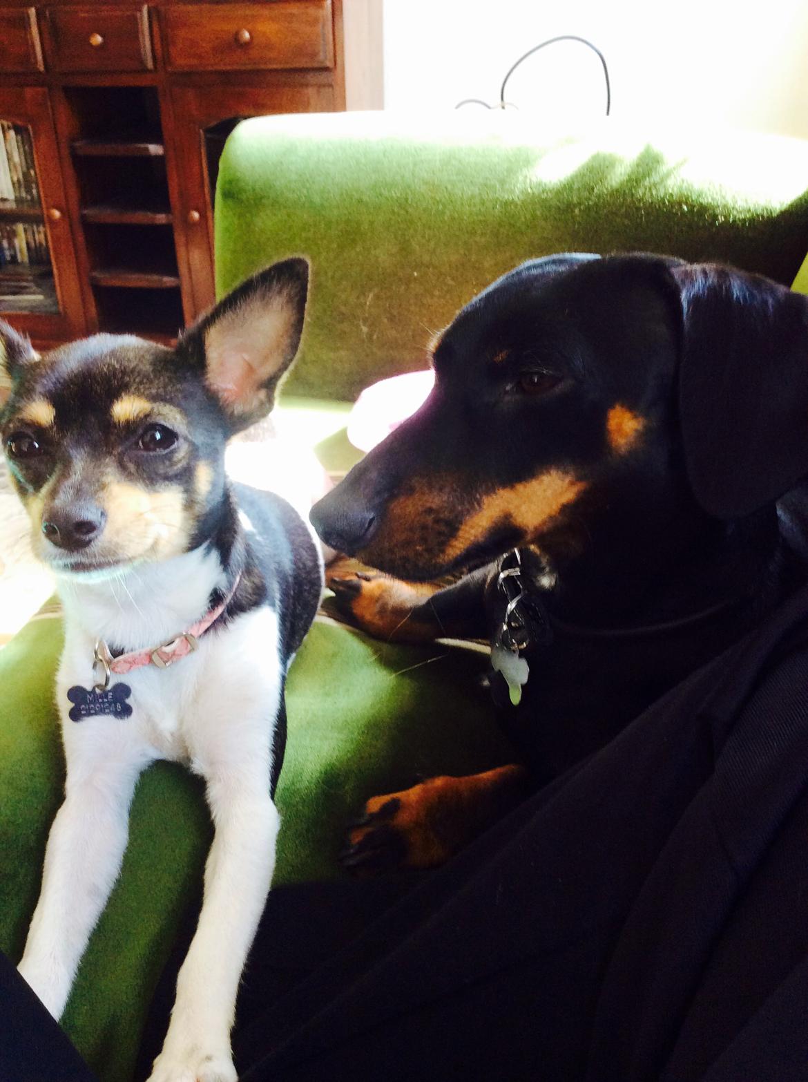 Blanding af racer Mille  billede 34