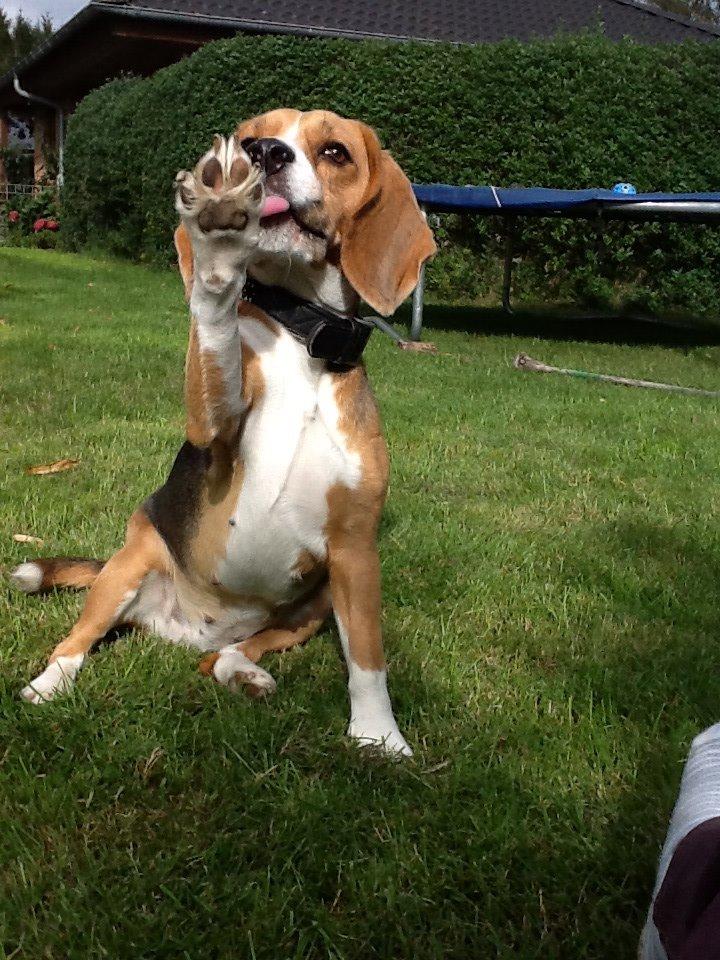 Beagle Famous joker zingy storm racer (Bella) billede 13