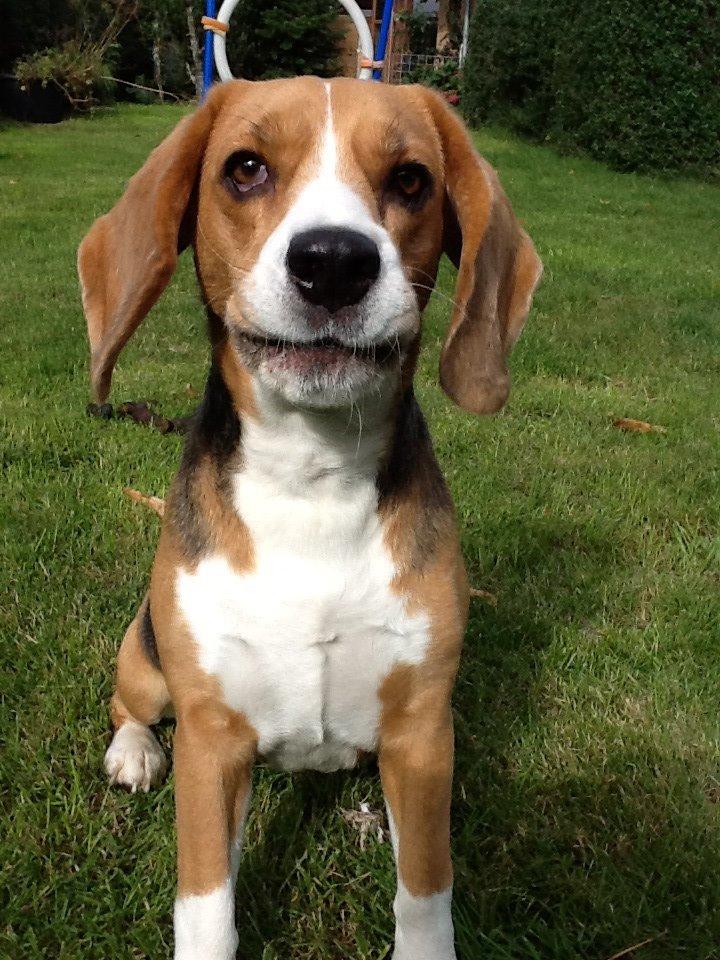 Beagle Famous joker zingy storm racer (Bella) billede 14