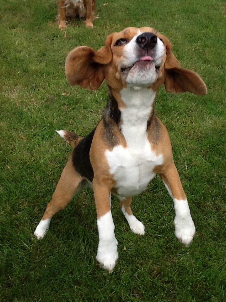 Beagle Famous joker zingy storm racer (Bella) billede 15