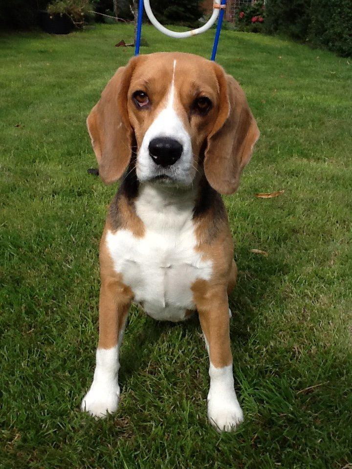 Beagle Famous joker zingy storm racer (Bella) billede 16