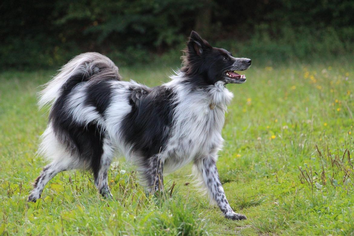 Blanding af racer Chili billede 48