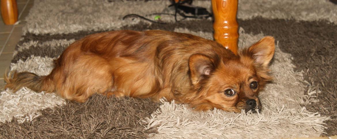 Blanding af racer Filou billede 1