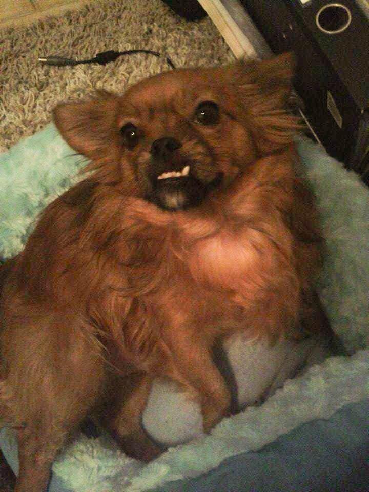 Blanding af racer Filou billede 4