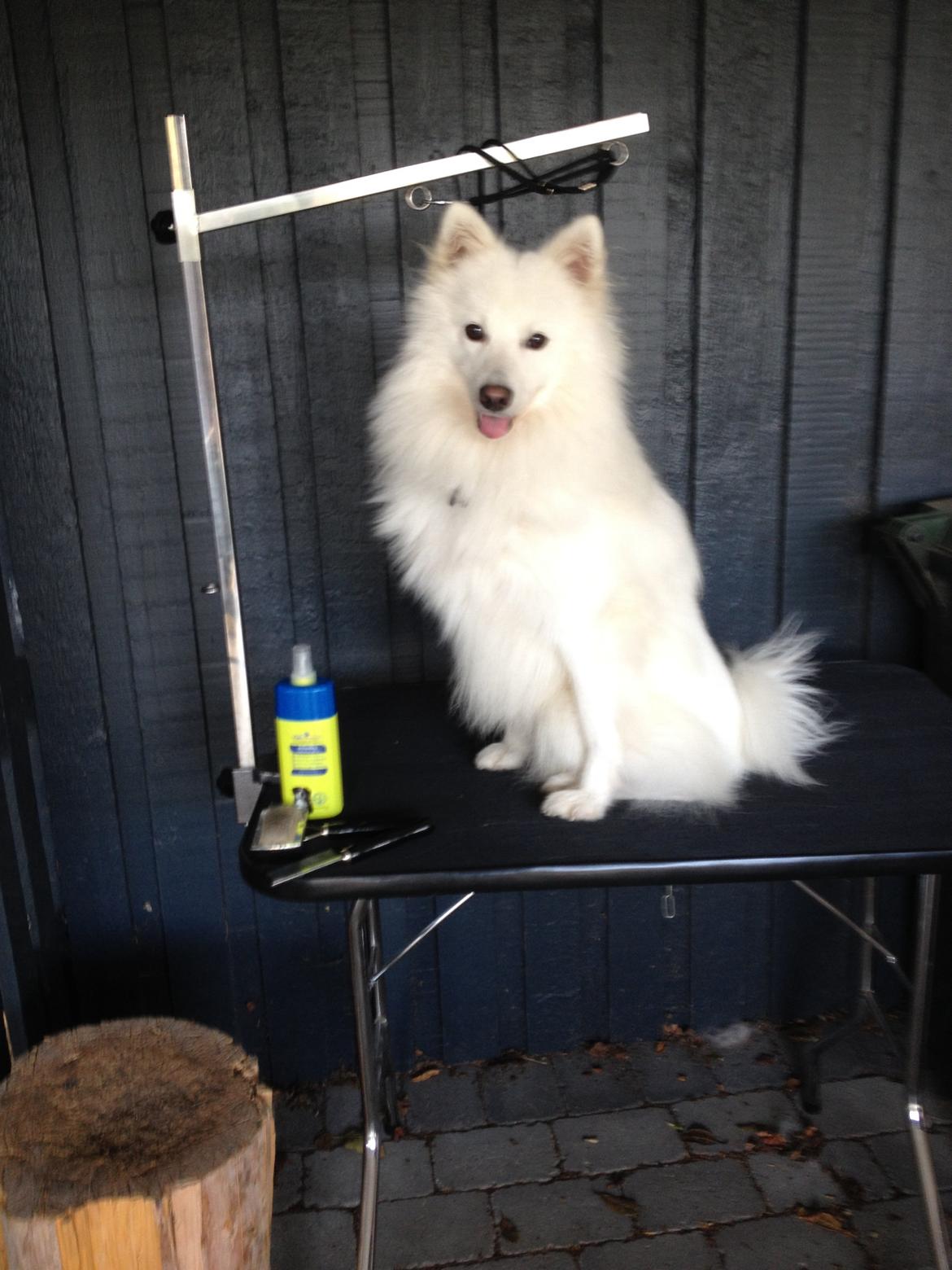 Japansk spids Kenzo billede 11