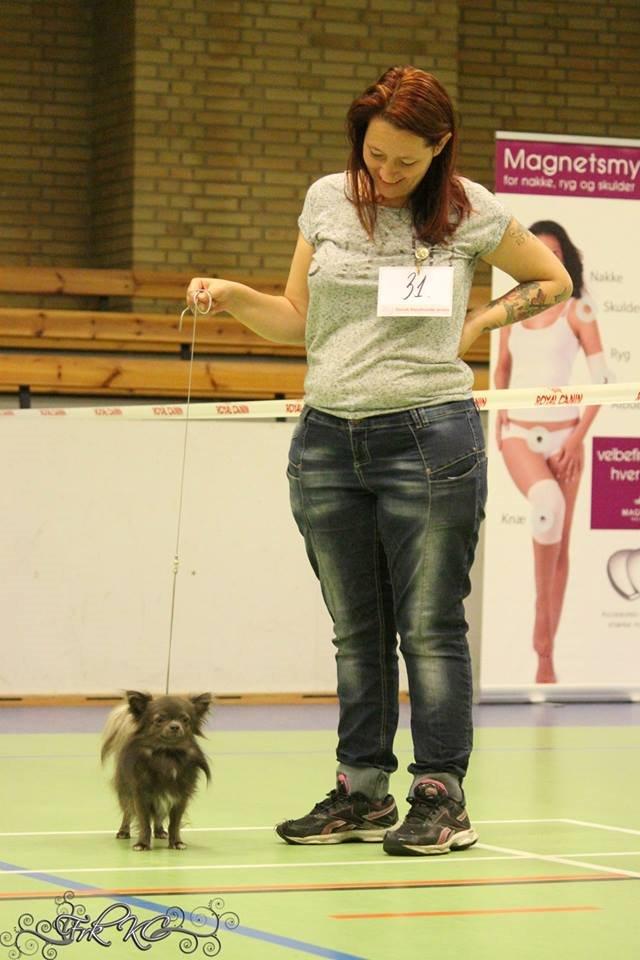 Chihuahua Valentino Del Modisto - Koda - Min smukke dreng og jeg :-) September 2014 - CAC vinder billede 4
