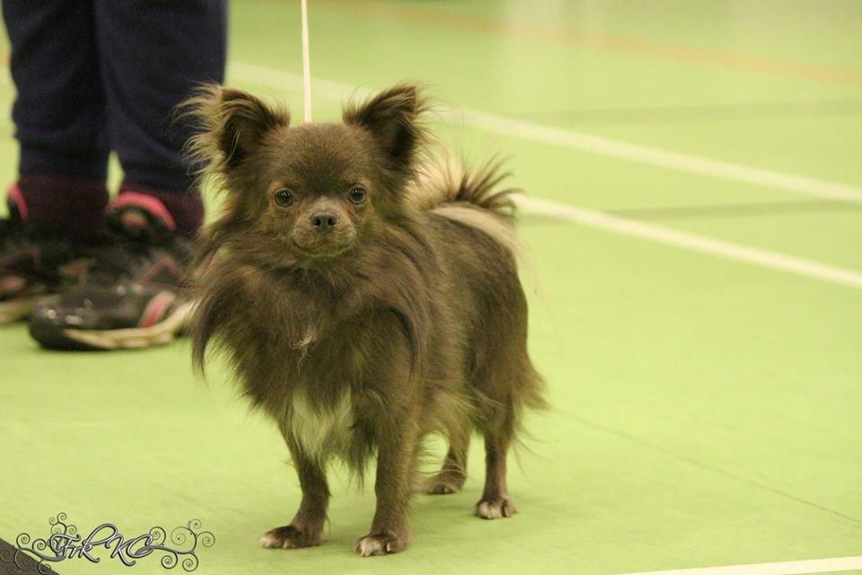 Chihuahua Valentino Del Modisto - Koda - September 2014 - CAC vinder billede 23