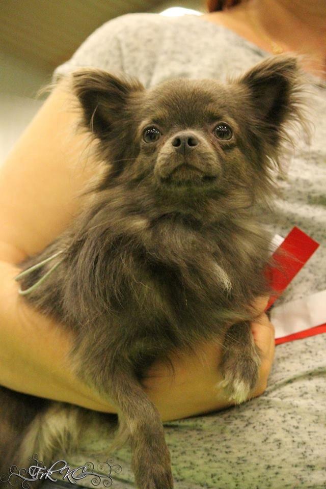 Chihuahua Valentino Del Modisto - Koda - September 2014 - CAC vinder billede 10