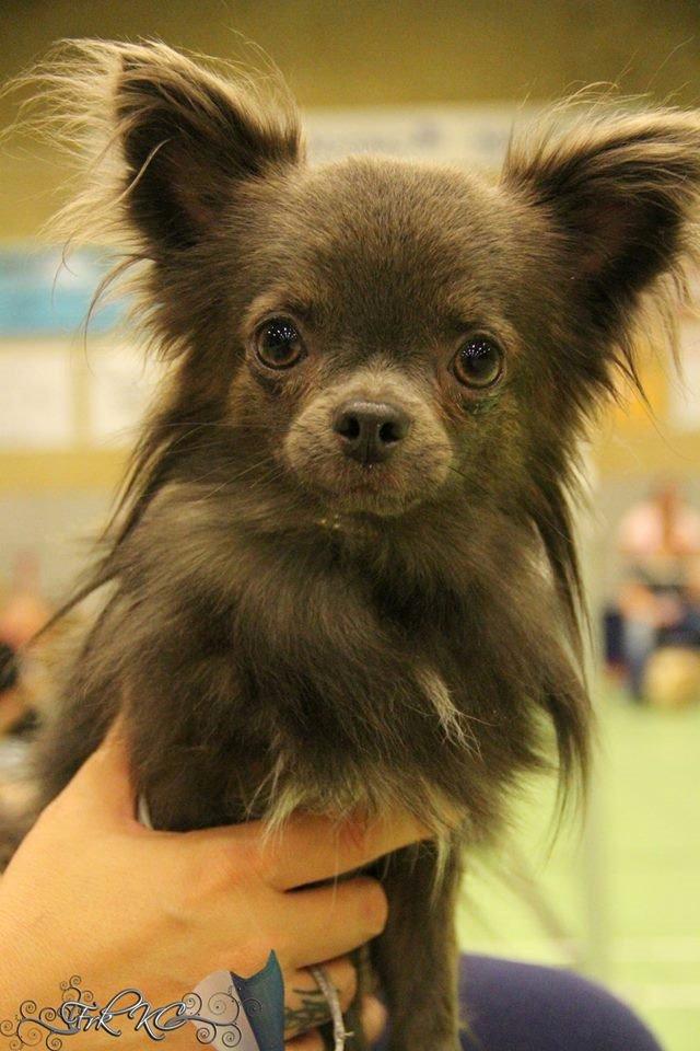 Chihuahua Valentino Del Modisto - Koda - September 2014 - CAC vinder billede 22