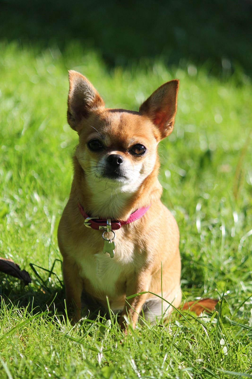 Chihuahua Chihuanas Flush of Hearts - Momo - Smukke lille Momo d. 23/9-2014  billede 14