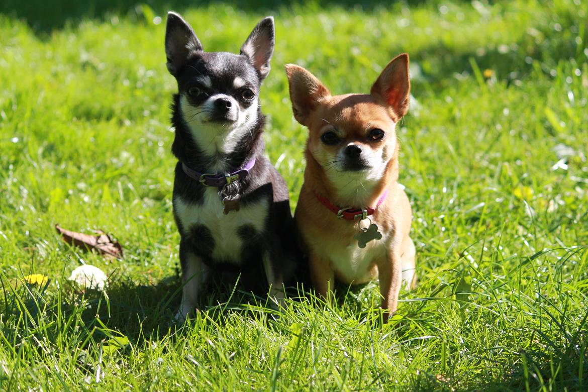 Chihuahua Chihuanas Flush of Hearts - Momo - Mine to elskede piger, 23/9-2014  billede 48