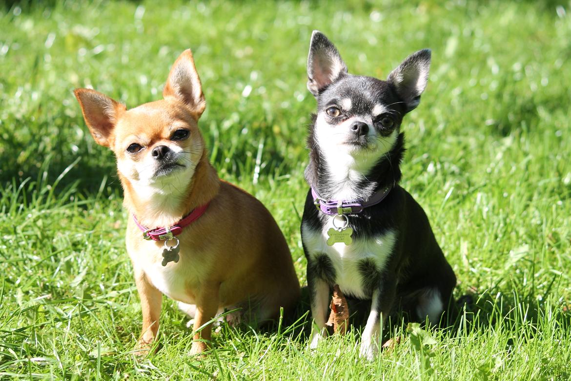 Chihuahua Chihuanas Blueberry Yum Yum - Evee - Mine to elskede piger, 23/9-2014  billede 36