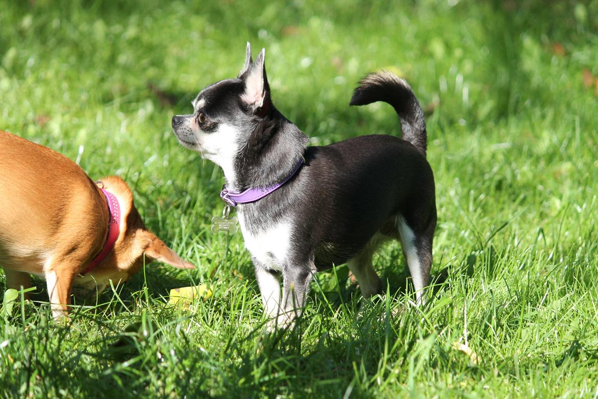 Chihuahua Chihuanas Blueberry Yum Yum - Evee - Smukke Eeps, d. 23/9-2014 billede 29