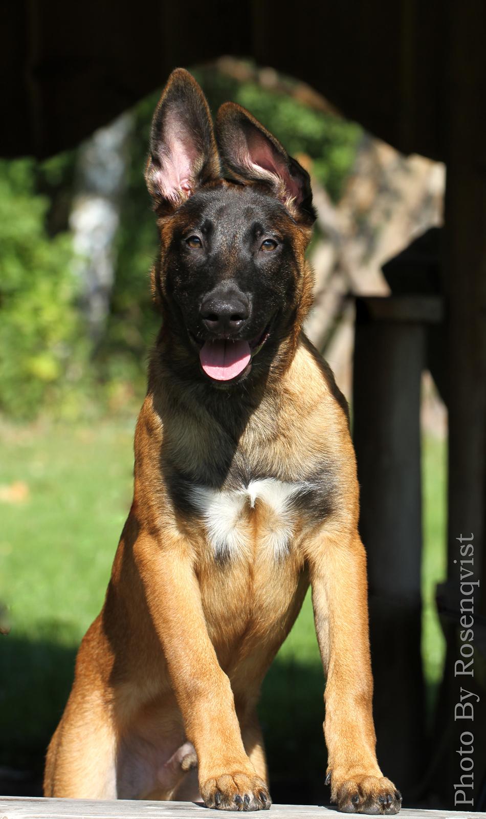 Malinois Mallesmedens 007 (kaldenavn: Ecco). billede 5