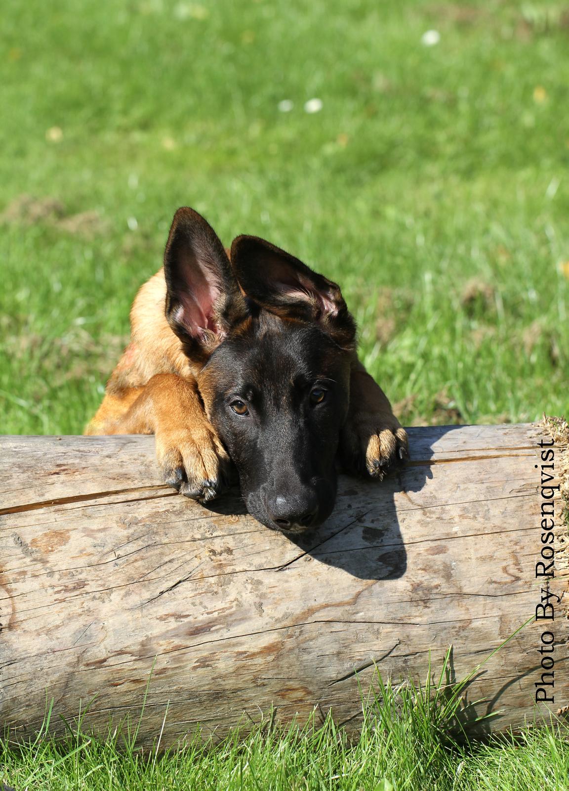 Malinois Mallesmedens 007 (kaldenavn: Ecco). billede 8