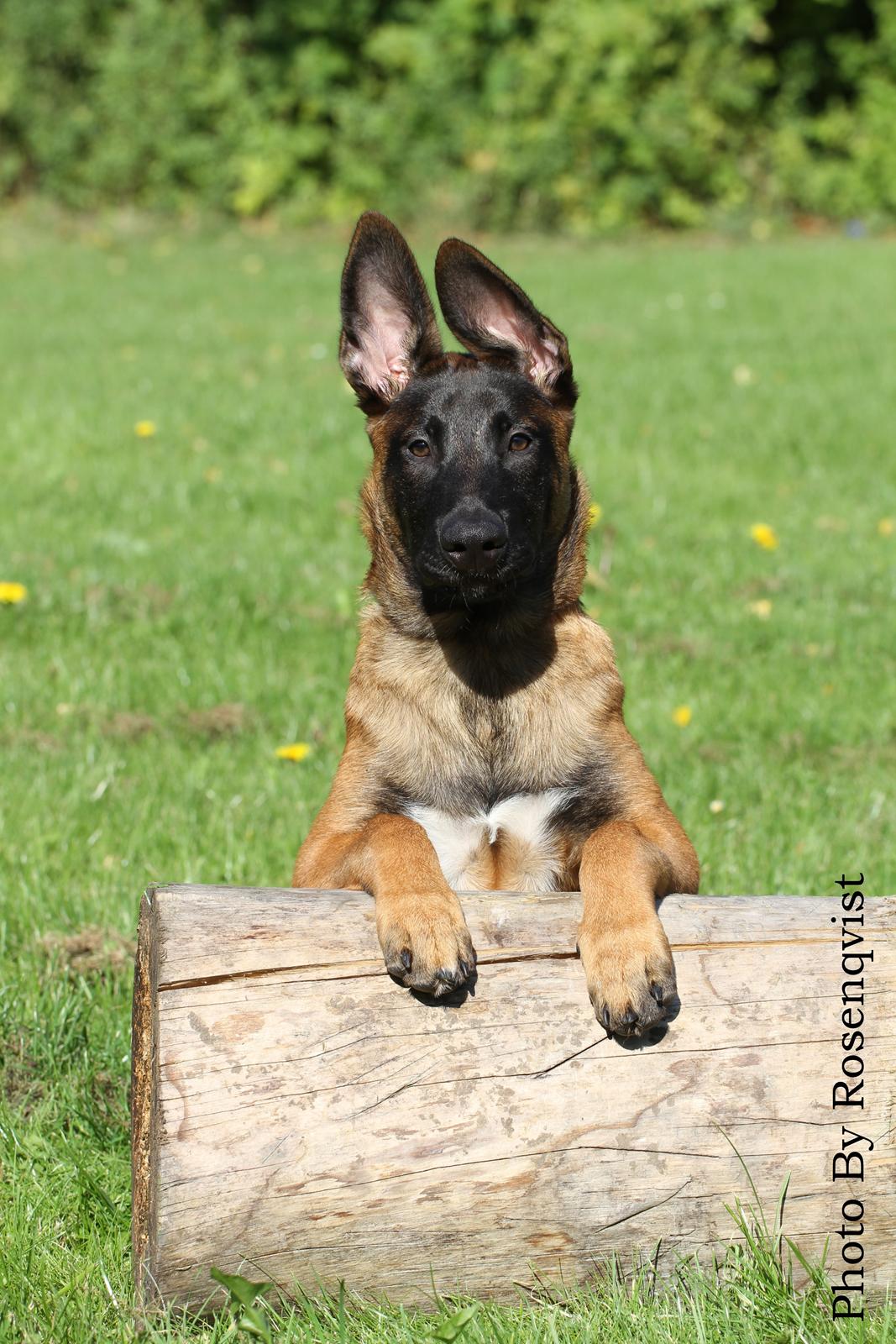 Malinois Mallesmedens 007 (kaldenavn: Ecco). billede 23