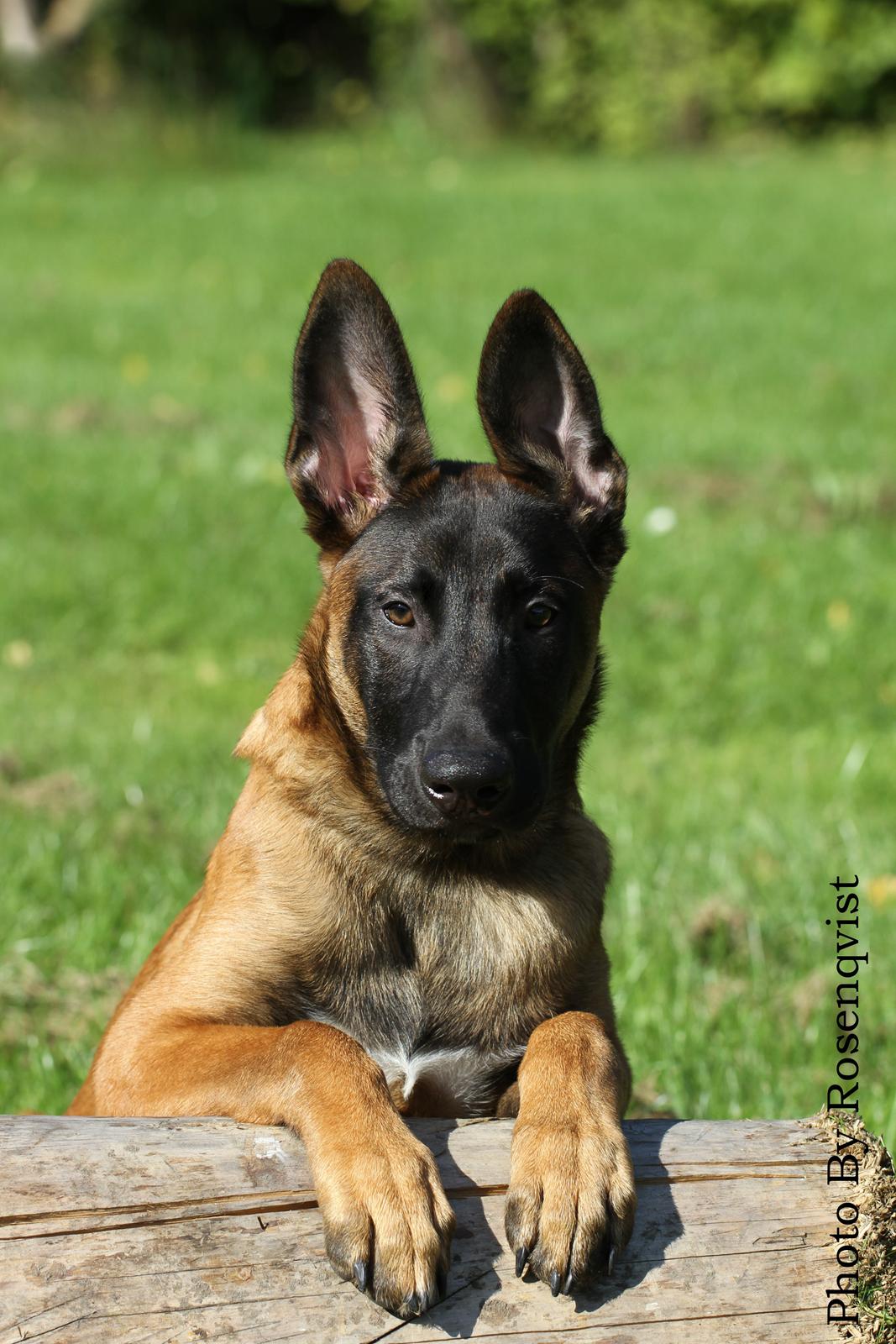 Malinois Mallesmedens 007 (kaldenavn: Ecco). billede 9