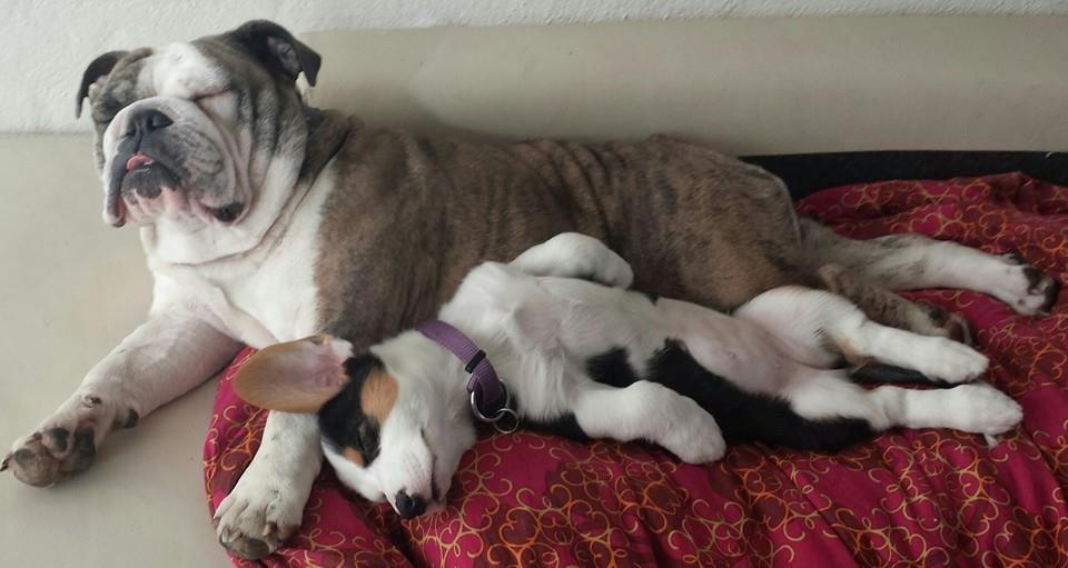 Engelsk bulldog Bertha    (mama bulldog) billede 4