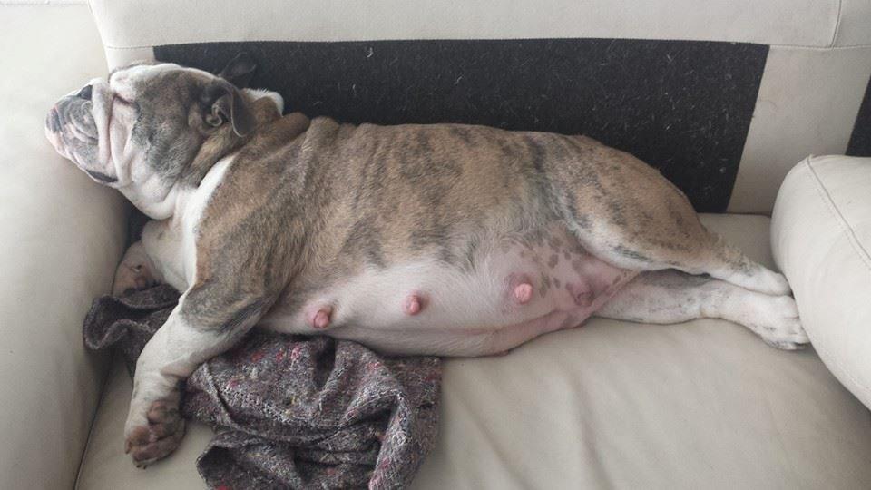 Engelsk bulldog Bertha    (mama bulldog) billede 1