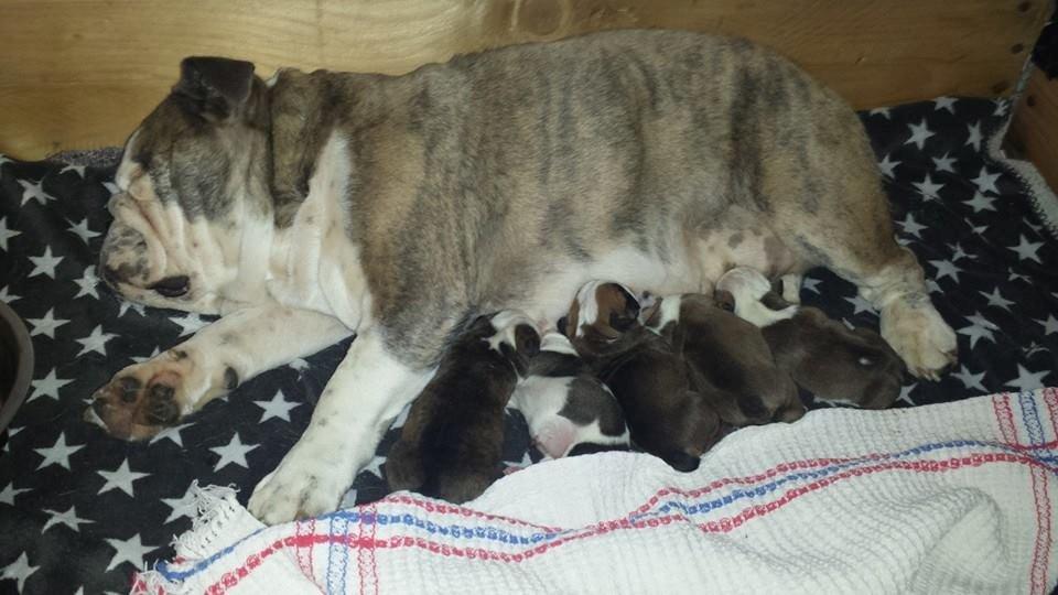 Engelsk bulldog Bertha    (mama bulldog) billede 2