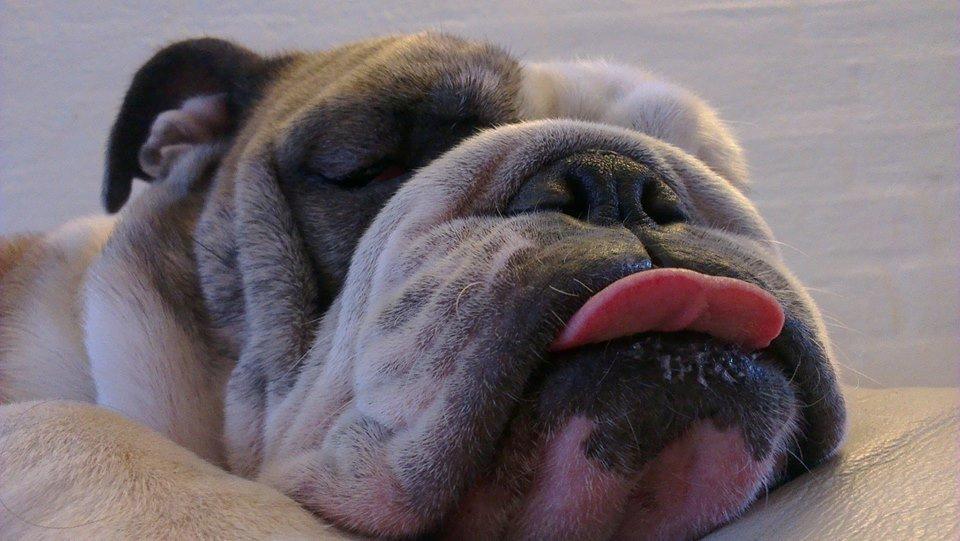 Engelsk bulldog Bertha    (mama bulldog) billede 5