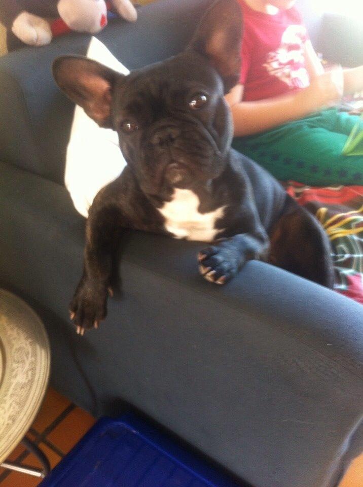 Fransk bulldog Abaldcans Le Bell billede 2