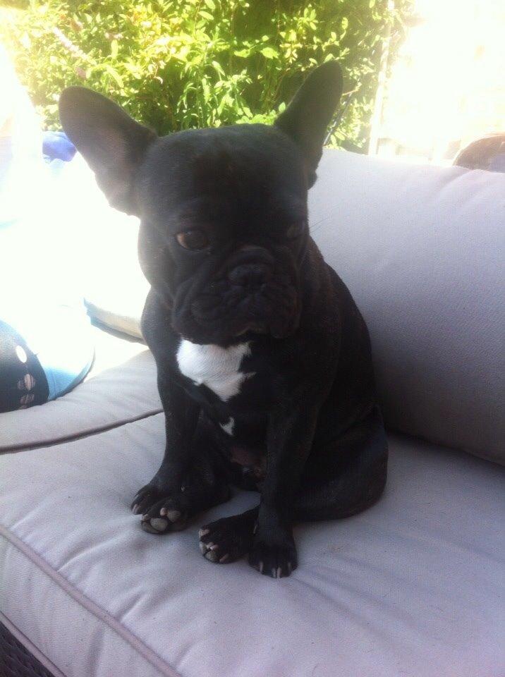 Fransk bulldog Abaldcans Le Bell billede 3