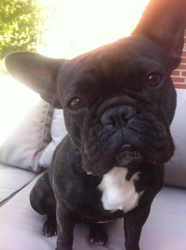 Fransk bulldog Abaldcans Le Bell billede 4