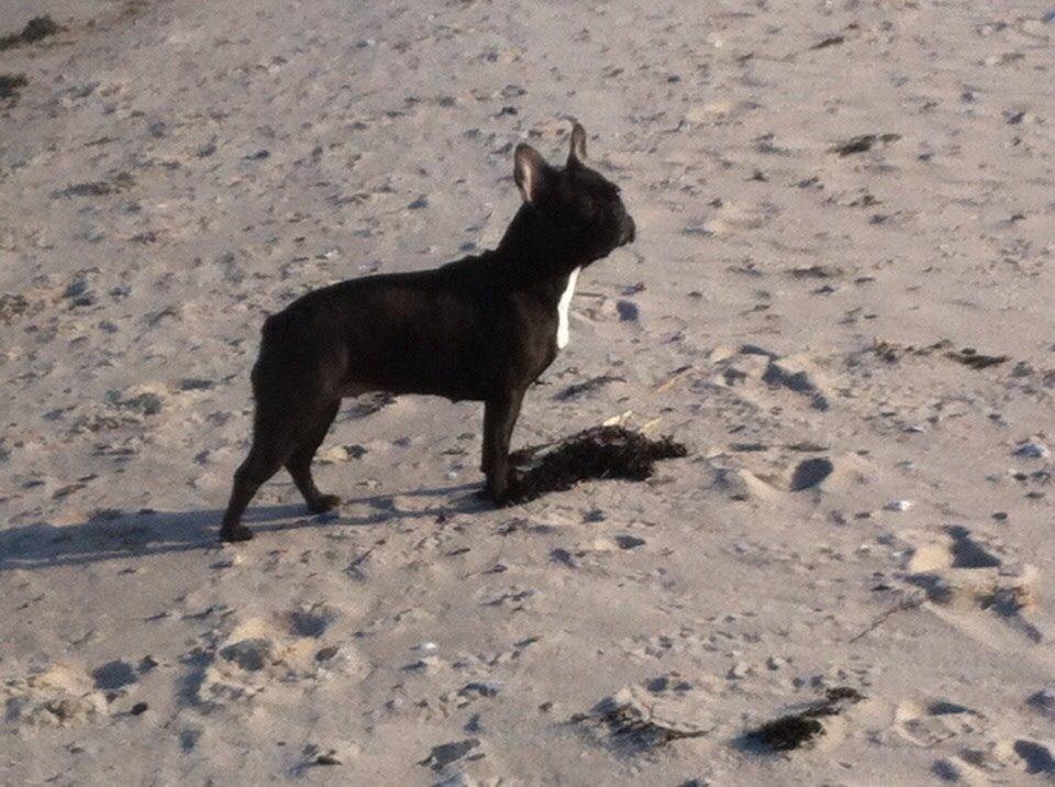 Fransk bulldog Abaldcans Le Bell billede 1